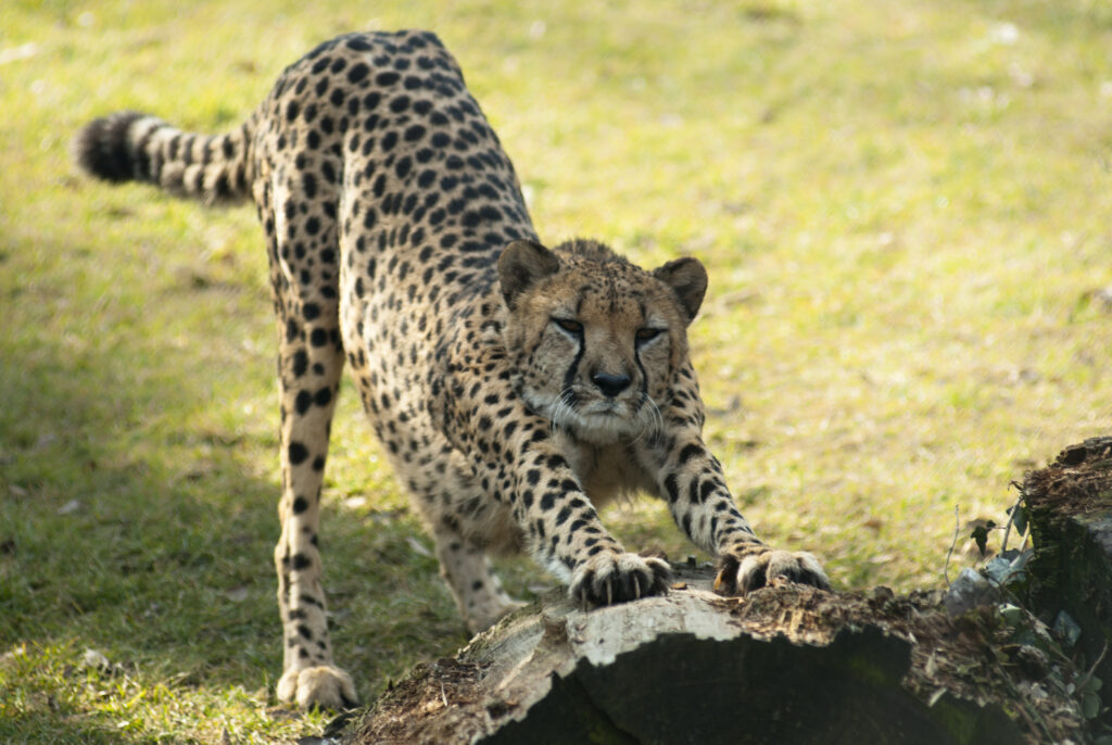 cheetah